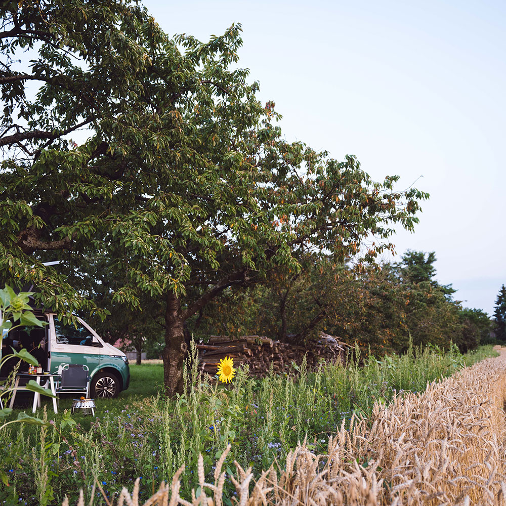 Platz zwischen den Bäumen